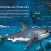 El tiburón blanco jamás filmado. Design, Traditional illustration & Information Architecture project by Carlos Aspas - 08.28.2015