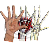 Anatomia de la mano. Ilustração tradicional projeto de Fernando Garrido Rubio - 07.02.2016