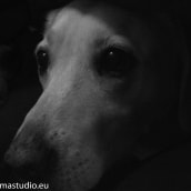 Mascotas. Un proyecto de Fotografía y Bellas Artes de Marcos Itulain - 12.02.2016