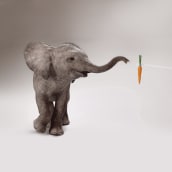Elefante adolescente Ein Projekt aus dem Bereich Werbung, 3D und Animation von Figuren von Rafa Zabala - 29.06.2017