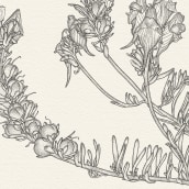 Botanic illustrations. Un proyecto de Ilustración tradicional de Daniel Belchí - 01.12.2017