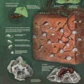 Ants and Their Nest. Ilustração tradicional, Escultura e Infografia projeto de dianamarques - 01.04.2018