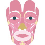 Frame by frame: Músculos de la expresión facial. Un proyecto de Animación, Animación 2D e Ilustración digital de Valentina Carrasco Martínez - 28.12.2018