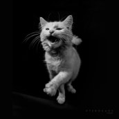 Cat . Un proyecto de Fotografía de Iván Adrik - 09.01.2019