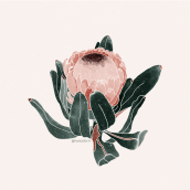 Protea: proyecto de ilustración botánica Canela studio. Ilustração tradicional projeto de darleneboza - 03.07.2019