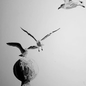 Mi Proyecto del curso: Estudio de aves. Traditional illustration, Fine Arts, Creativit, and Drawing project by Natalia Lanza - 08.07.2019