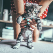 Shooting con el gatito Kiwi. Un proyecto de Fotografía de Barbara Izquierdo Romagosa - 22.09.2019