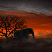 QRA Elephant Sunset.. Un proyecto de Diseño, Fotografía, Post-producción fotográfica		, Retoque fotográfico, Concept Art, Fotografía digital y Fotografía artística de Heder Miranda - 28.09.2019
