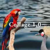 COLLAGE 1.0. Colagem projeto de Cynthia Fernández Geymonat - 12.11.2019