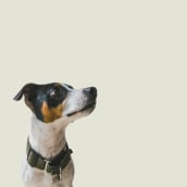 Mi Proyecto del curso: Introducción a la fotografía de perros. Un proyecto de Fotografía, Fotografía de retrato y Fotografía de estudio de miros soriano - 13.01.2020