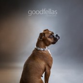 Mi Proyecto del curso: Introducción a la fotografía de perros. Un proyecto de Fotografía de Edybeth Carballo - 14.01.2020