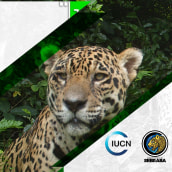 Jaguares de los Pantanos Zulianos. Motion Graphics, Film, Video, TV, and Animation project by Ronald Ramirez - 02.11.2020