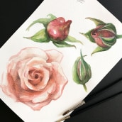 Julia's rose (ilustración botánica). Traditional illustration, Painting, Watercolor Painting, Realistic Drawing, and Botanical Illustration project by Evgenia Veselkova - 02.13.2018