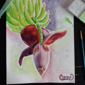 La flor del plátano . Un proyecto de Ilustración tradicional e Ilustración botánica de Chavela Chávez - 12.03.2020