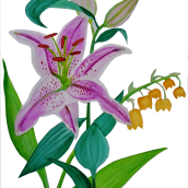 Mi Proyecto del curso: Ilustración botánica con acuarela. Un proyecto de Pintura a la acuarela de Natalia Raquel Pico - 05.04.2020