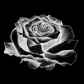 El nombre de la rosa. Traditional illustration, Editorial Design, Drawing, and Botanical Illustration project by Laura Vånitas - 04.17.2020