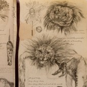 Newt Scamander notebook. Un proyecto de Ilustración tradicional, Diseño editorial y Dibujo a lápiz de Sheila Onandía - 28.04.2020