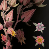 Florecitas de la Echeverria Imbricata Blue. Un proyecto de Ilustración botánica de Catalina Osorio - 06.06.2020