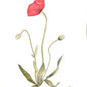 Mi Proyecto del curso: Ilustración botánica con acuarela. Botanical Illustration project by Isabel Mañas - 06.10.2020