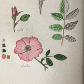 Mi Proyecto del curso: Cuaderno botánico en acuarela. Botanical Illustration project by Tomás Garnier - 06.23.2020