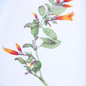 Mi Proyecto del curso: Ilustración botánica con acuarela. Botanical Illustration project by Lucia Miguel Camejo - 08.11.2020