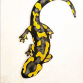 Salamandra salamandra . Traditional illustration, and Drawing project by Adrian Yugo - 09.01.2020