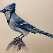 My project in Naturalist Bird Illustration with Watercolors course. Watercolor Painting project by Jennie Smallenbroek - 09.20.2020