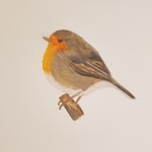 Mi Proyecto del curso: Ilustración naturalista de aves con acuarela. Un proyecto de Pintura a la acuarela de Ángeles González Martín - 13.11.2020