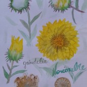 Flora de la estepa patagónica y mi jardín. Ilustração botânica projeto de gisella suárez - 15.11.2020