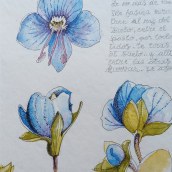 Mi Proyecto del curso: Cuaderno botánico en acuarela. Ilustração botânica projeto de Marce - 17.11.2020