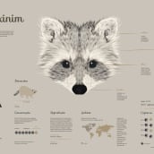Infografia Guaxinim. Un proyecto de Diseño, Ilustración tradicional, Diseño gráfico, Infografía e Ilustración vectorial de Luísa Rocha - 26.11.2020