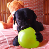 Mi Proyecto del curso: Disfrutando con Dogo. Un proyecto de Fotografía de Delia Urrutia Ruiz - 30.12.2020