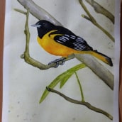 My project in Artistic Watercolor Techniques for Illustrating Birds course. Un proyecto de Pintura a la acuarela de Sandra Thyssen - 02.01.2021