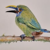 Mi Proyecto del curso: Ilustración naturalista de aves con acuarela. Projekt z dziedziny Ilustracja naturalist i czna użytkownika Carlos Roberto Sánchez Granados - 06.01.2021