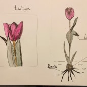 My project in Botanical Watercolor Sketchbook course. Un proyecto de Ilustración botánica de Emma B - 11.01.2021