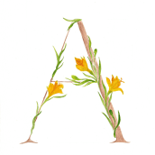 Abecedario Flores de la Patagonia. Pintura em aquarela, Ilustração botânica, e Desenho tipográfico projeto de Nadia Altaparro - 19.11.2020