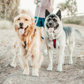 Mi Proyecto del curso: Fotografía lifestyle de perros. Photograph, Outdoor Photograph & Instagram Photograph project by Scarlett Butler - 02.01.2021