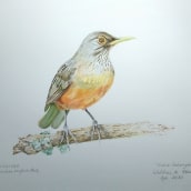 Meu projeto do curso: Ilustração naturalista de aves com aquarela. Un proyecto de Ilustración naturalista				 de Waldnei Abreu - 02.02.2021