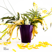 la belleza de las plantas. Un proyecto de Fotografía digital de Bea López Seijas - 10.02.2021