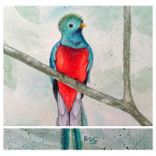 Mi Proyecto del curso: Acuarela artística para ilustración de aves. Un progetto di Pittura ad acquerello e Illustrazione naturalistica di Raquel Ruiz Pérez - 17.02.2021