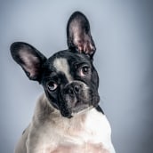 Mi Proyecto del curso: Introducción a la fotografía de perros. Un progetto di Fotografia di Willy Prieto - 10.04.2021