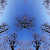 Trees. Un progetto di Composizione fotografica di Markéta Kunešová - 18.04.2021