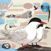 Infografía de un ave-nturero de la luz. Ilustração tradicional, Infografia, Desenho e Ilustração naturalista projeto de Héctor Cano - 25.04.2021