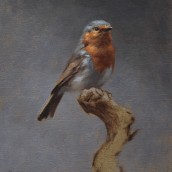 Portrait of a Robin. Artes plásticas, Pintura, Pintura a óleo e Ilustração naturalista projeto de Sarah Margaret Gibson - 04.05.2021