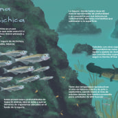 Animales acuáticos de México: Poblana Alchichica.. Traditional illustration, Infographics, and Naturalistic Illustration project by Karla Valencia - 05.06.2021