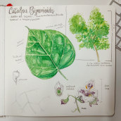 My project in Botanical Watercolor Sketchbook course. Watercolor Painting, and Botanical Illustration project by Simona Cassisa - 05.06.2021