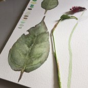 Mi Proyecto del curso: Ilustración botánica con acuarela. Un proyecto de Pintura a la acuarela de An - 10.05.2021