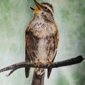Mi Proyecto del curso: Ilustración naturalista de aves con acuarela. Ilustração tradicional, Pintura em aquarela, Desenho realista e Ilustração naturalista projeto de Galina - 24.05.2021