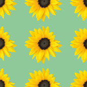 Patterns: 1 - Sunflowers on green. Ilustração tradicional, Fotografia, Design gráfico, Colagem, Pattern Design, Criatividade, Estampagem, Fotografia digital, Composição fotográfica, e Fotomontagem projeto de katerina.valiath - 29.06.2021