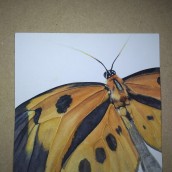 Butterfly  (crop/study). Ilustração tradicional projeto de Lindsay Korth - 25.07.2021
